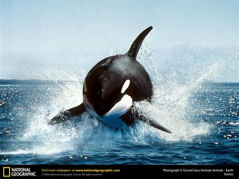 Killer Killer Whales? | Blogging about animal behaviour (2010)