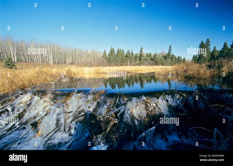 dam of a beaver Stock Photo - Alamy