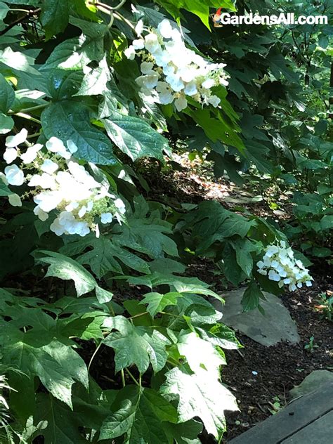 Landscaping with Shade Tolerant Hydrangeas - GardensAll - ORNAMENTALS