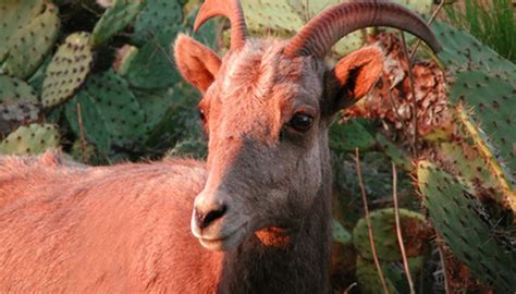 What Are Some Animals in the Semi-Arid Desert Biome? | Sciencing