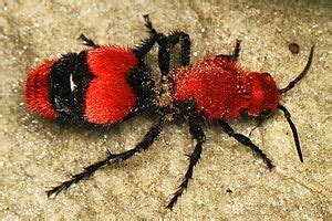 Red velvet ant Facts for Kids