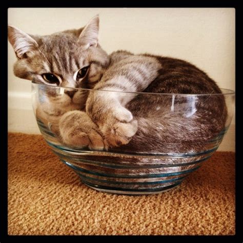 11 Perfect Bowls Of Cat