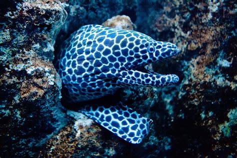 Honeycomb Moray Eel | Honeycomb Moray Eel from the Californi… | Flickr