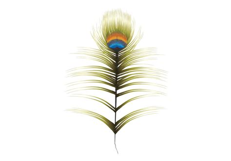 Peacock Feather - Download Free Vector Art, Stock Graphics & Images
