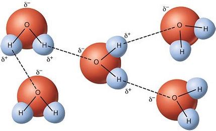 Hydrogen Bonds - INTERMOLECULAR FORCES