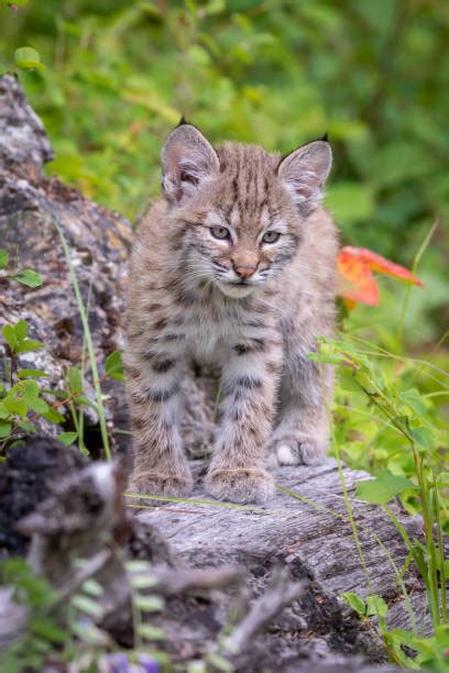 1,100+ Lynx Cubs Stock Photos, Pictures & Royalty-Free Images - iStock