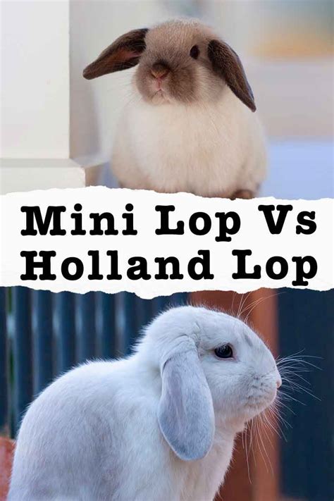 Mini Lop vs Holland Lop - Which Lop Eared Bunny Is Best?