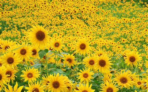 sunflower wallpaper desktop ~ latest wallpapers free download