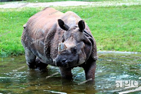 The Indian Rhinoceros, Rhinoceros unicornis is also called Greater One-horned Rhinoceros and ...