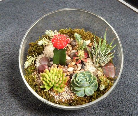 Glass Bowl with succulent Garden by showcase flowers