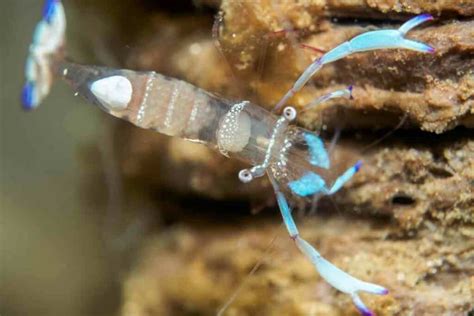 11 Facts About Ghost Shrimp Molting You Should Know | Hutch and Cage