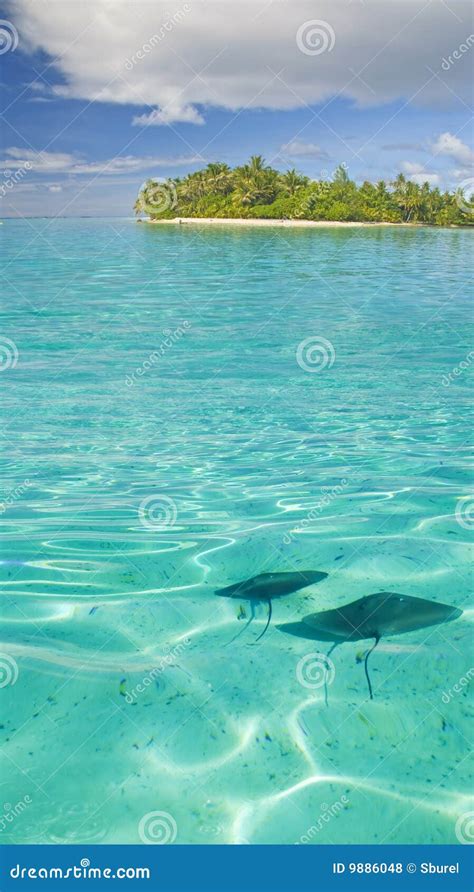 Ray in lagoon stock photo. Image of relax, water, exotic - 9886048