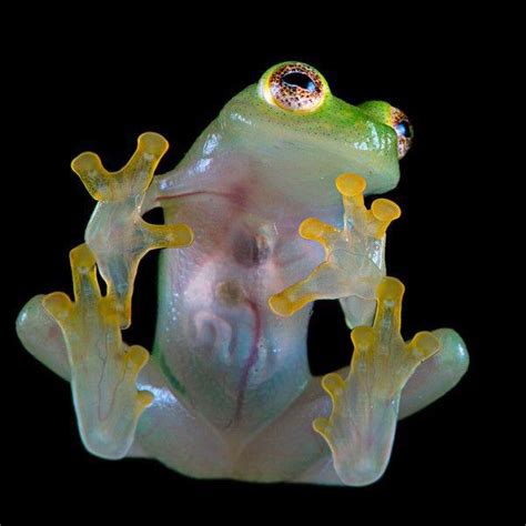 The Glass Frog: with a translucent belly, this handsome fellow provides ...