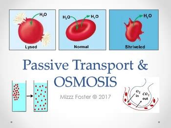 Passive Transport & Osmosis Power Point by Mizzz Foster | TpT