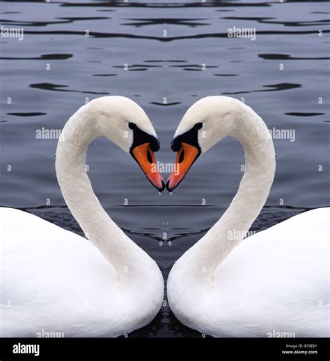 swans heart Stock Photo - Alamy