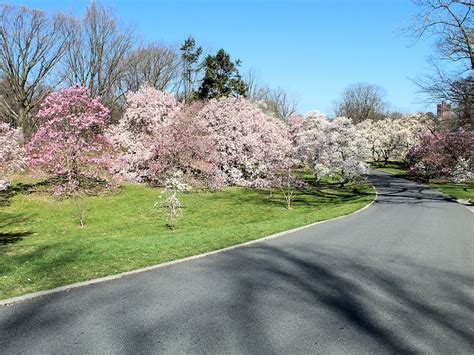 Spring in Full Bloom at the New York Botanical Garden | Don's Reports and Reflections