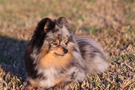 Blue Merle and Tan Pomeranian!! My goodness so gorgeous. | Pomeranian lovers, Pomeranian puppy ...