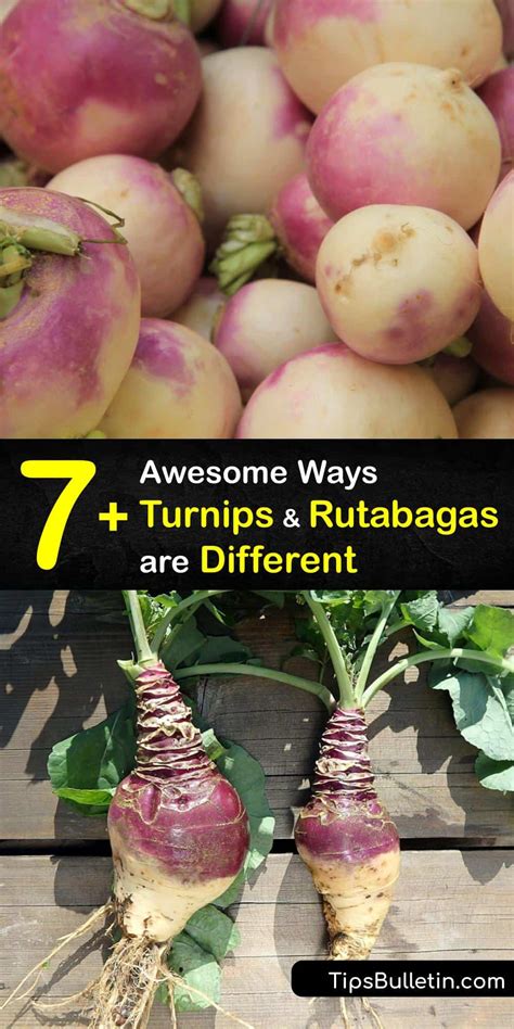 How are Rutabagas and Turnips Different