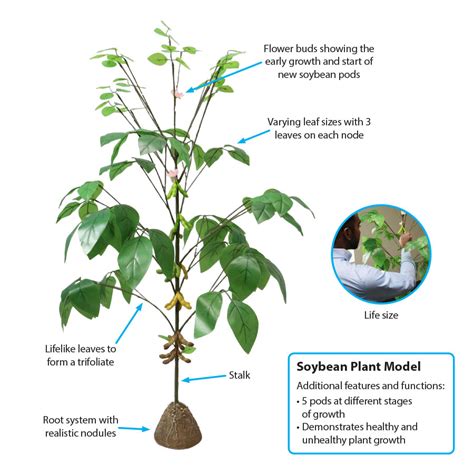 Soybean Plant Model - Realityworks