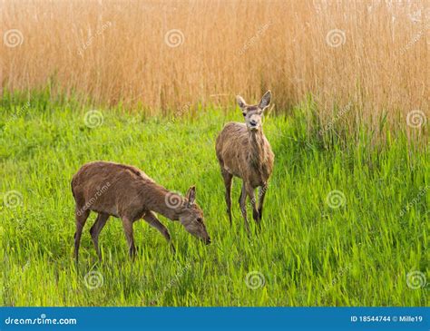 Red Deer hinds stock photo. Image of silverdale, mammal - 18544744