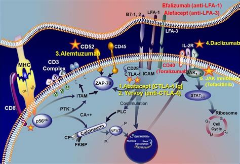 Signaling pathways activated by major histocompatibility complex ...