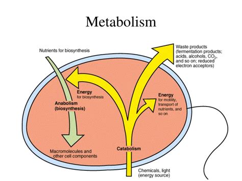 PPT - Microbial Metabolism PowerPoint Presentation, free download - ID:226682