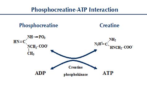 All About Creatine | Precision Nutrition