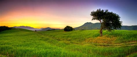 Lone Tree in Grassy Field at Sunset Wallpaper 2560x1080