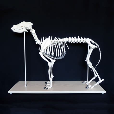 Anatomical Advanced Large Canine/Dog Skeleton Model | Animal Models – Store – Medical Models