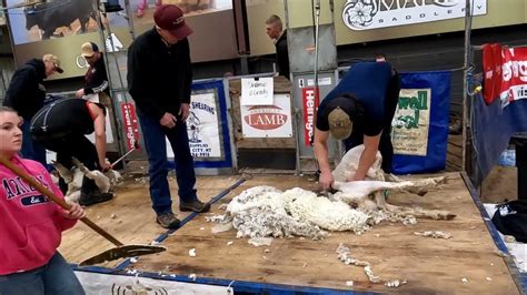 2023 Black Hills Stock Show Rapid City Shearing Contest - YouTube