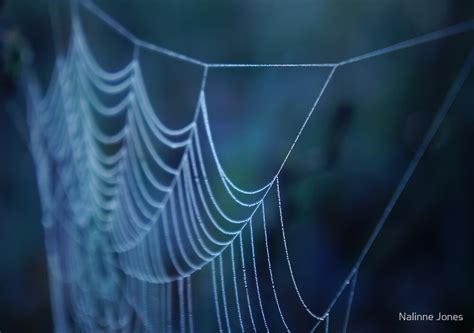 "Dew Covered Spider Web Macro" by Nalinne Jones | Redbubble