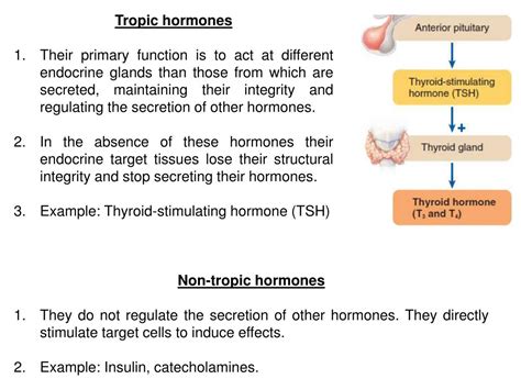 PPT - ENDOCRINE SYSTEM PowerPoint Presentation, free download - ID:1935603