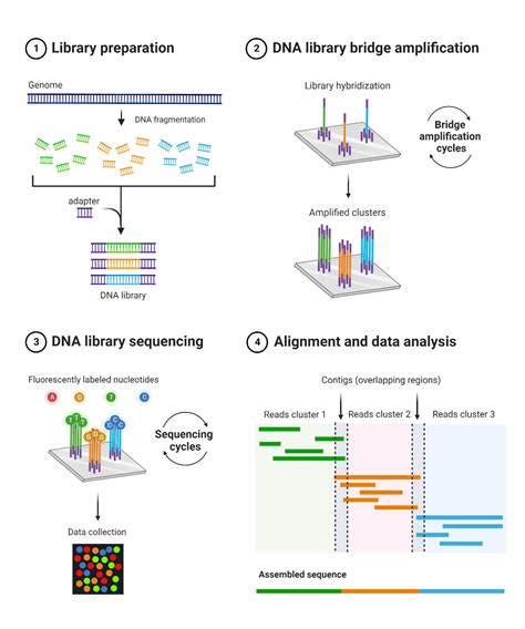 Next-Generation Sequencing (NGS)- Definition, Types