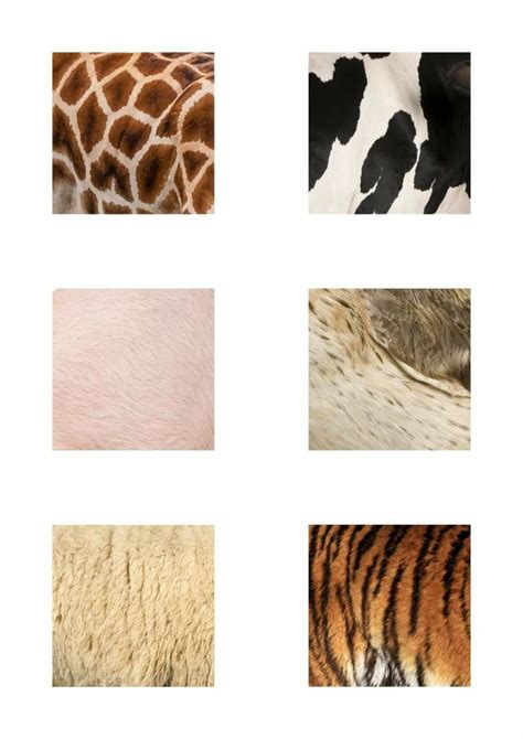 six different types of animal furs are shown in this image, including ...