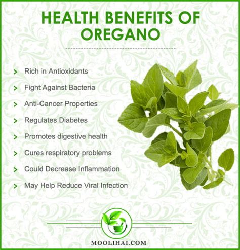 Oregano Essential Oil Benefits [Infographics] –, 46% OFF