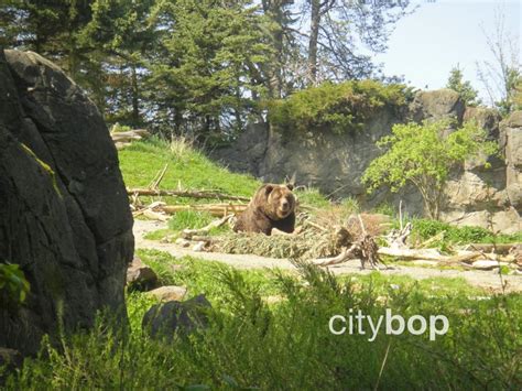 10 BEST Things to Do at Woodland Park Zoo - CityBOP