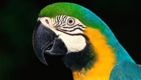 What Are the Predators of the Blue & Gold Macaw? | Animals - mom.me