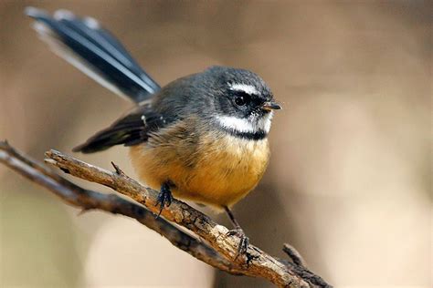 Kapiti Island Nature Tours : Birding NZ