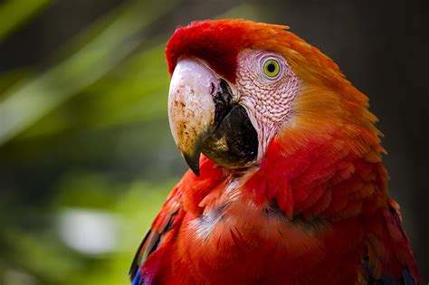 Photo Ara (genus) Birds parrot Beak animal