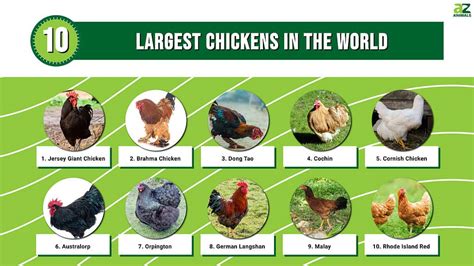 Biggest Chicken Breed