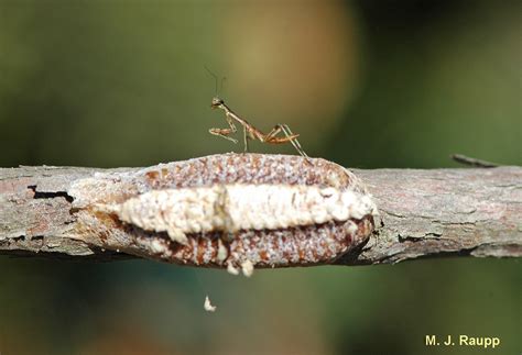 Surviving winter, Part III: Egg cases of the Praying mantis, Mantis religiosa , Chinese mantis ...