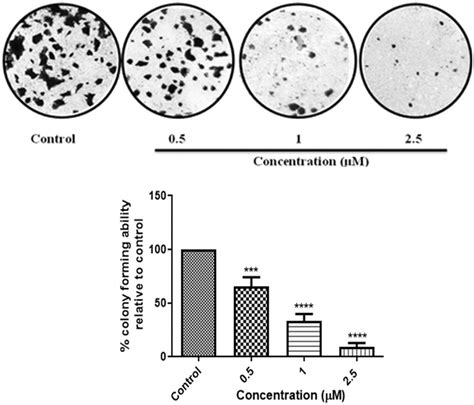 Clonogenic assay was performed with compound 10ec. BT-474 cells were ...