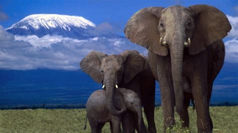 beauty, Cute, Amazing, Animal, African, Elephant, Family, In, Jungle Wallpapers HD / Desktop and ...