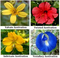 Flowers And Inflorescence- Definition,Types and Parts of a Flower