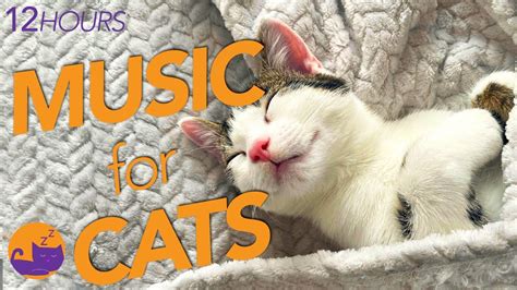 Soothing Music for Cats with Anxiety - Gentle and effective - YouTube