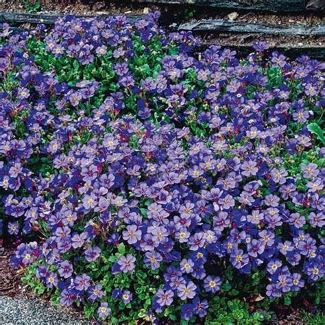 Purple Rock Cress Groundcover | Perennials, Sun perennials, Ground cover