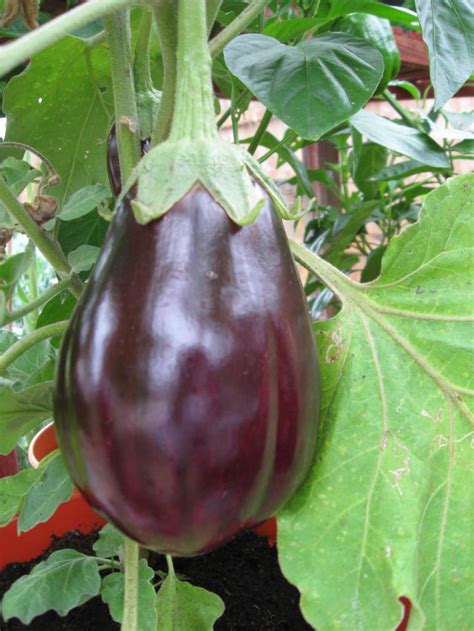 Category:Aubergine varieties | WikiGardener | FANDOM powered by Wikia