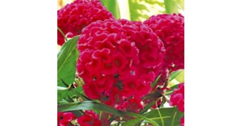 Buy Celosia Cristata Pink, Lalmurga plant online at plantsguru.com