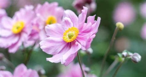 31 Drought Tolerant Shade Plants For Dry & Shady Areas