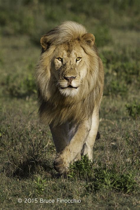 Lion with Zebra Carcass Archives - Dream Catcher Images by Bruce Finocchio